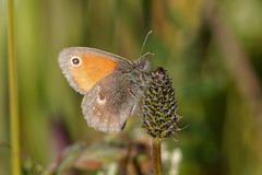 Coenonympha pamphilus