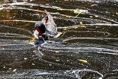 Parent Dusky Moorhen feeds her chicks breakfast at murky wetland waters