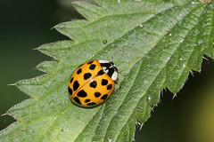 Harmonia axyridis