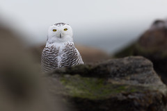 A female Snowy owl.