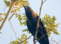 House Crow (Corvus splendens insolens) - 20240317-02