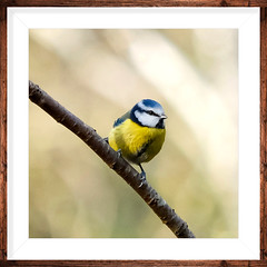 Blue tit in winter plumage. London 2025