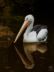 Australian pelican