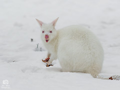 Red-necked wallaby - albino