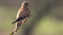 Faucon crécerelle Falco tinnunculus - Common Kestrel