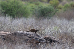 Dwarf Mongoose