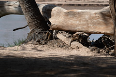 Dwarf Mongoose family