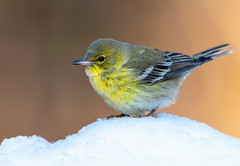 Paruline sur neige / Warbler on snow