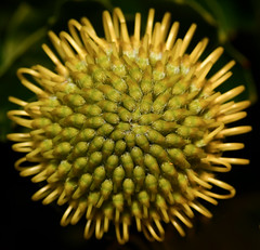 Anthesis