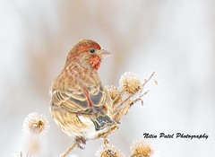 House Finch