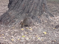 Quokka!