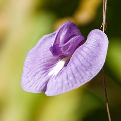 Clitoria