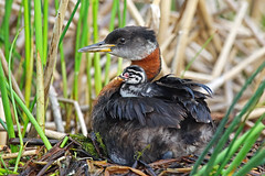 Red Necked Grebe With Baby Sitting On Its Back