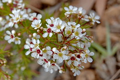 Sannantha pinifolia