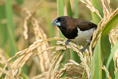 Javan Munia (Lonchura leucogastroides)