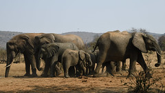 Family Time at the Water Hole.