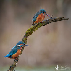 It’s lovely to see Mr. and Mrs. Kingfisher enjoying a peaceful moment together at their favourite fishing spot.