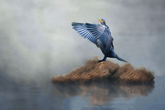 Cormorant