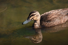 Pacific Black Duck