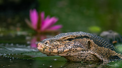 Southeast Asian water monitor (V. s. macromaculatus)