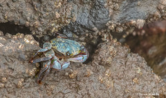 Crab on the rocks