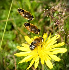 Eristalis nemorum ...doing the mating dance above the female