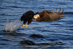 American Bald Eagle Fishing in the Golden Light, Pleasant Valley, Iowa [DSC_4663]