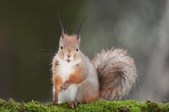 Red Squirrel (Sciurus vulgaris)