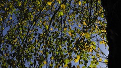 Der Lindenkranz (Tilia platyphylla) rund um die Dorfkirche; Bergenhusen, Stapelholm (20a)