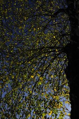 Der Lindenkranz (Tilia platyphylla) rund um die Dorfkirche; Bergenhusen, Stapelholm (20)