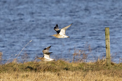 Curlew (Numenius arquata)