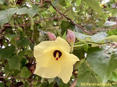 Sea Hibiscus, Flor do algodoeiro-da-praia, in the Parque 