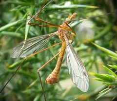 Tipula cava