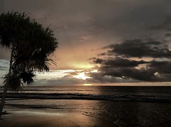 Sunrise behind a Screwpine