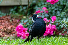 Startled Australian Magpie adult at seeing an unexpected feeding opportunity at our garden. Uncropped image. On Explore 17 Jan 2025