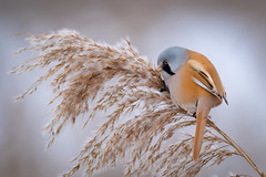 Bearded reedling