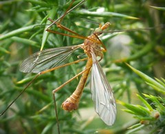 Tipula cava