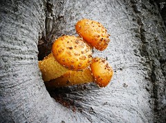 Schuppiger Bündelpilz (Pholiota squarrosa)