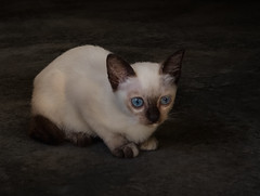 Blue Eye Stray