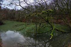 Bare Branches and Submerged Reflections