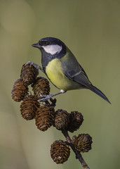 Great tit - Paris major από caroline legg στο flickr