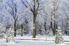 Walking through a Winter's day