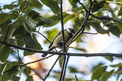 Carbonero común (Parus major). Great tit. από David Álvarez López στο flickr