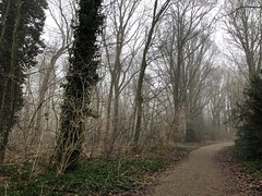 today’s path on a foggy afternoon