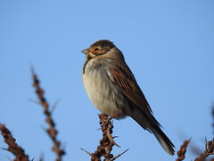 Reed Bunting DSCN8280