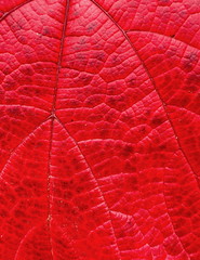 Red [Explored]