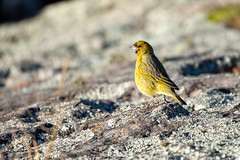 Jilguero dorado - Saffron finch