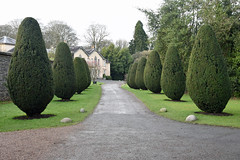 yew trees at Rowallane