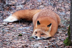 Little Female Red Fox Getting Ready To Take A Nap - Tuesday 1/16/2025