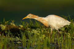 Eastern Cattle-Egret (Ardea coromanda)